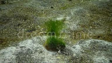 海底的绿藻，覆盖着海洋物种蘑菇的霉菌。 富营养化、海洋污染